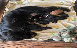 Cocker Spaniel dogs for sale: Cocker spaniel puppies  - Image 9