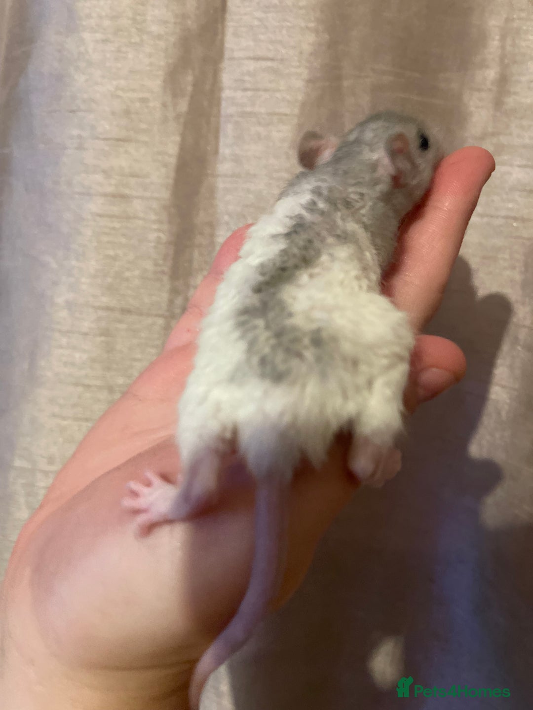 Rat rodents for sale: Baby rats looking for 5*homes only  - Advert 6