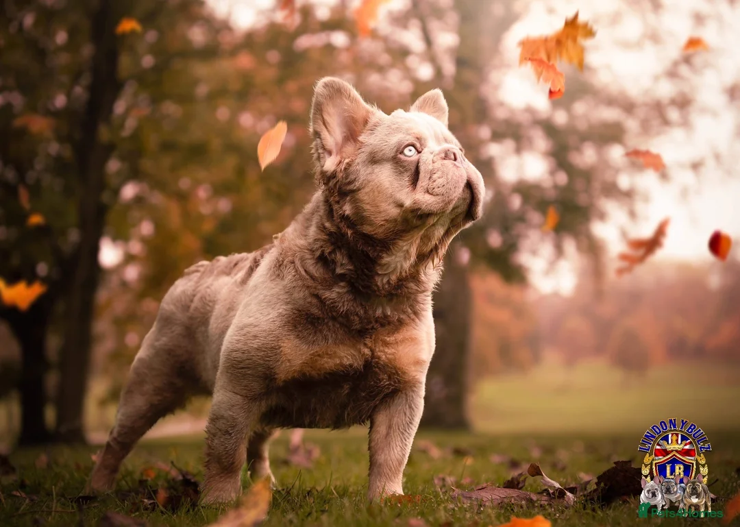 French Bulldog dogs for stud: MASKLESS NEW SHADE FULL FLUFFY CARRYING CREAM in Immingham - Advert 5