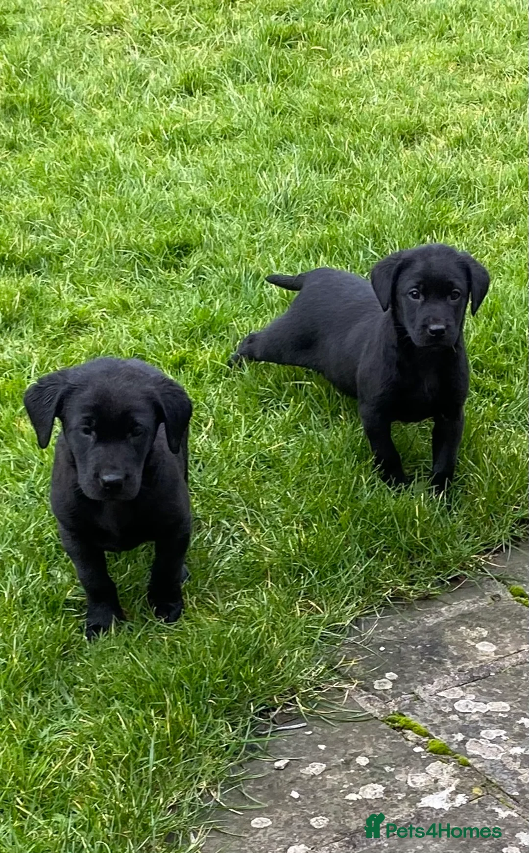 Labrador Retriever dogs for sale: Beautiful KC Reg bitch puppies - Advert 1