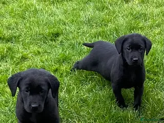 Labrador Retriever dogs Beautiful KC Reg bitch puppies - Advert 1