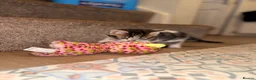 Mixed Breed cats for sale: 5 beautiful kittens  - Advert 9