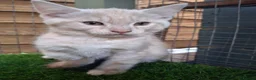 Mixed Breed cats for sale: Gorgeous Kittens looking for homes - Advert 4
