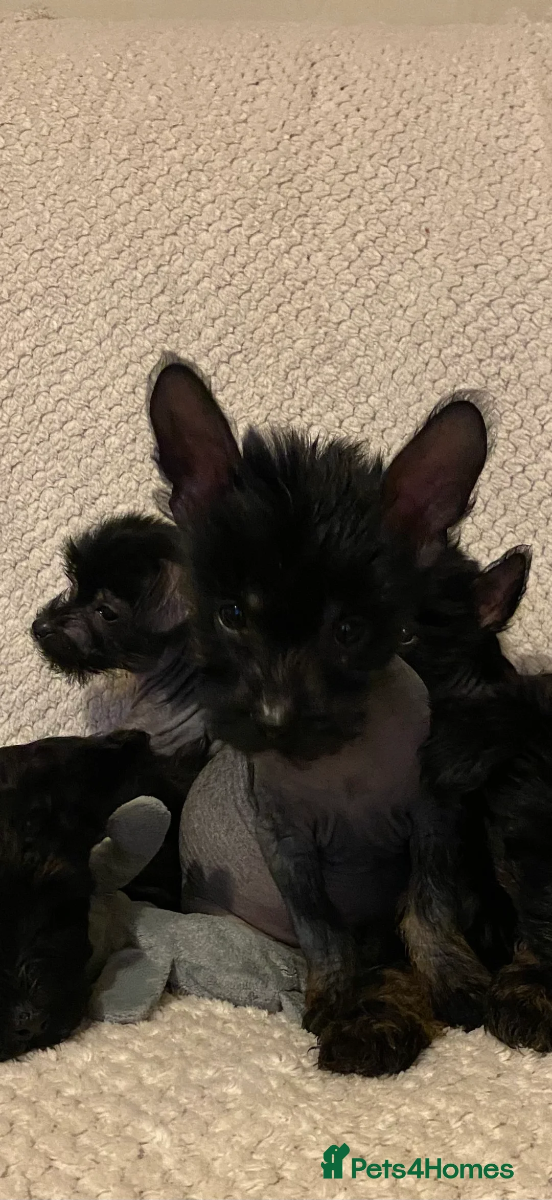 Chinese Crested dogs for sale: 5 Baby Chinese Crested Seeking Their Forever Homes - Advert 15