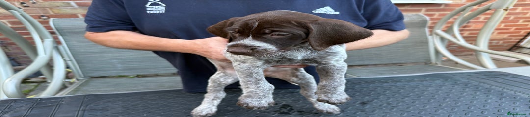 Mixed Breed Puppy 6
