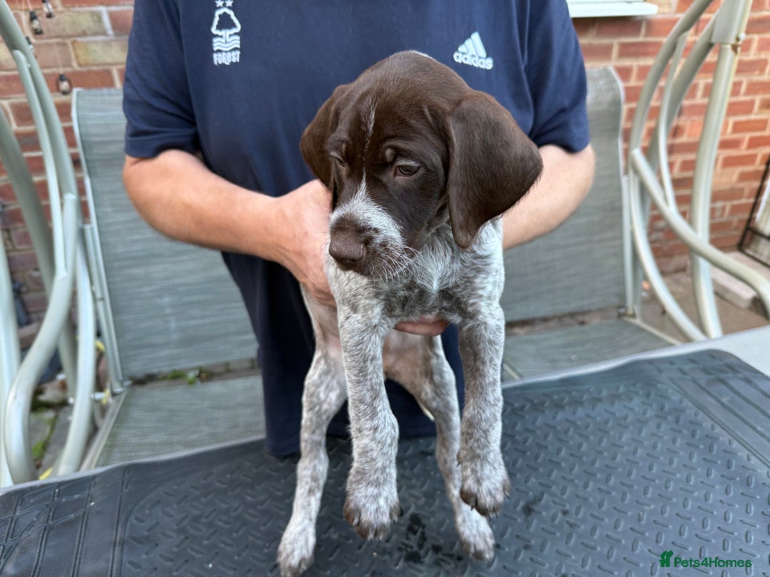 Mixed Breed dogs for sale: German shorthair pointer/wirehairpointer - Image 23