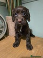 Cocker Spaniel Puppy 4