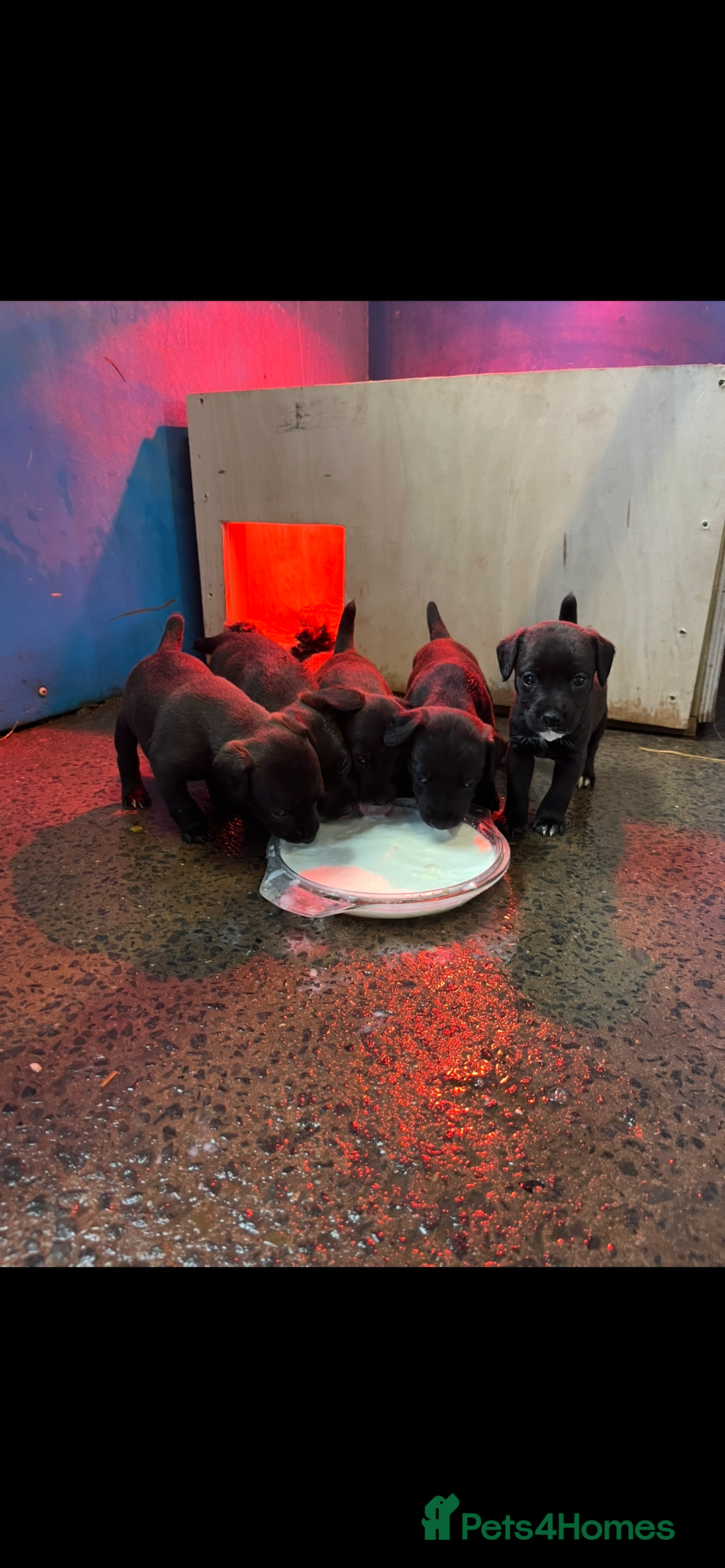 Patterjack dogs for sale: Patterjacks - Image 4