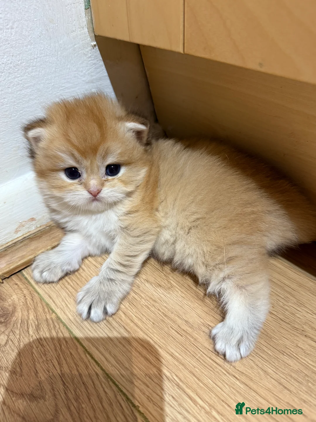 British Longhair cats for sale: GCCF reg BLH Last Chocolate Golden Male Kitten - Advert 33