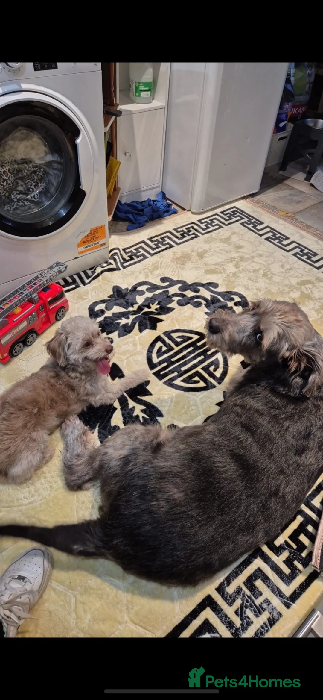 Cockapoo dogs for sale: 2 year old miniature cockapoo  in Bromsgrove - Advert 5