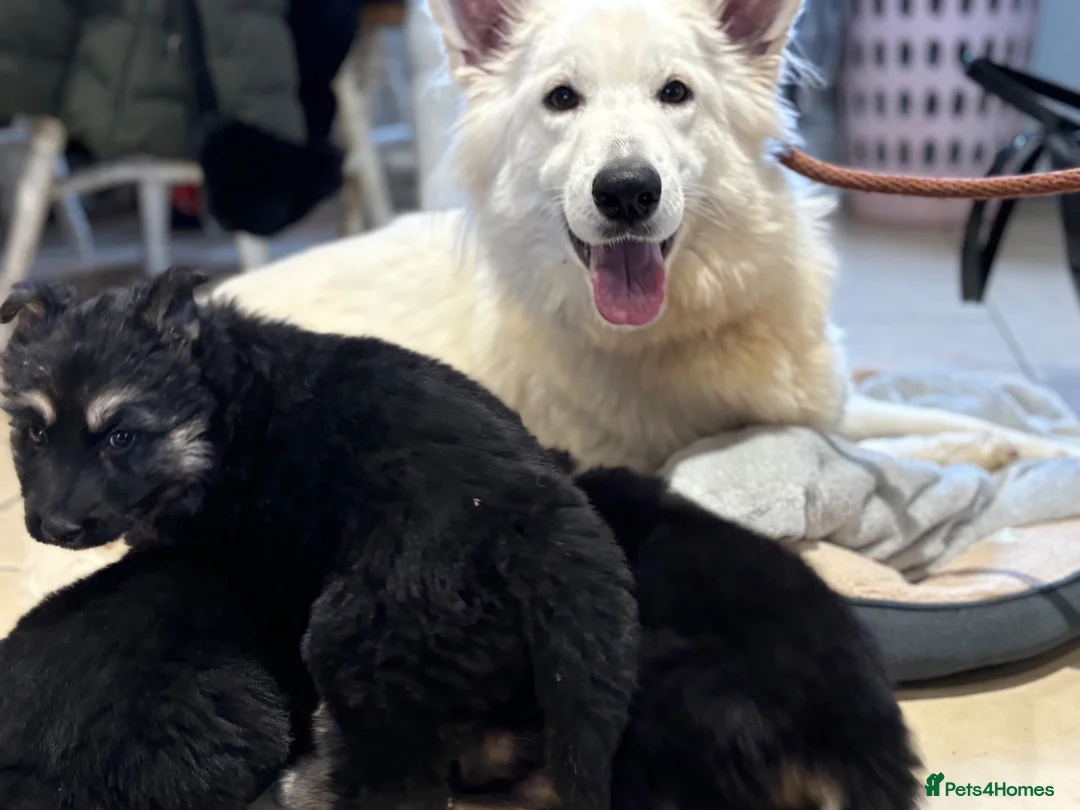 German Shepherd dogs for sale: Gorgeous Black&Tan KC German Shepherds 🐾 in Wisbech - Advert 13