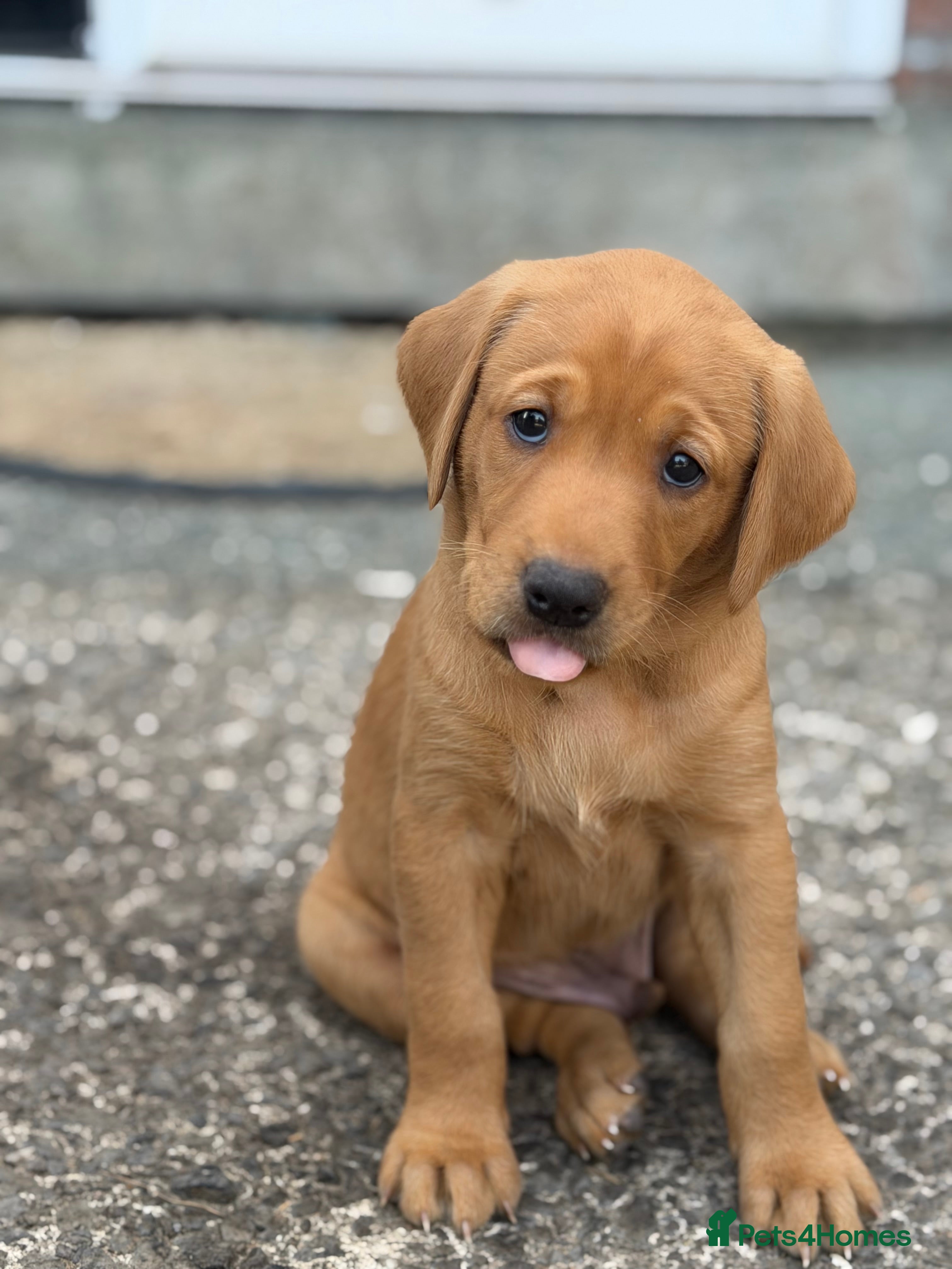 Labrador Retriever dogs Exceptional Labrador puppies  - Advert 2