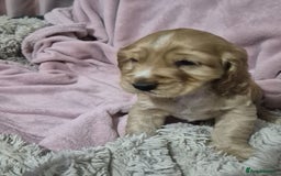 Cocker Spaniel dogs for sale: Health Tested Cocker spaniel puppies  - Advert 7