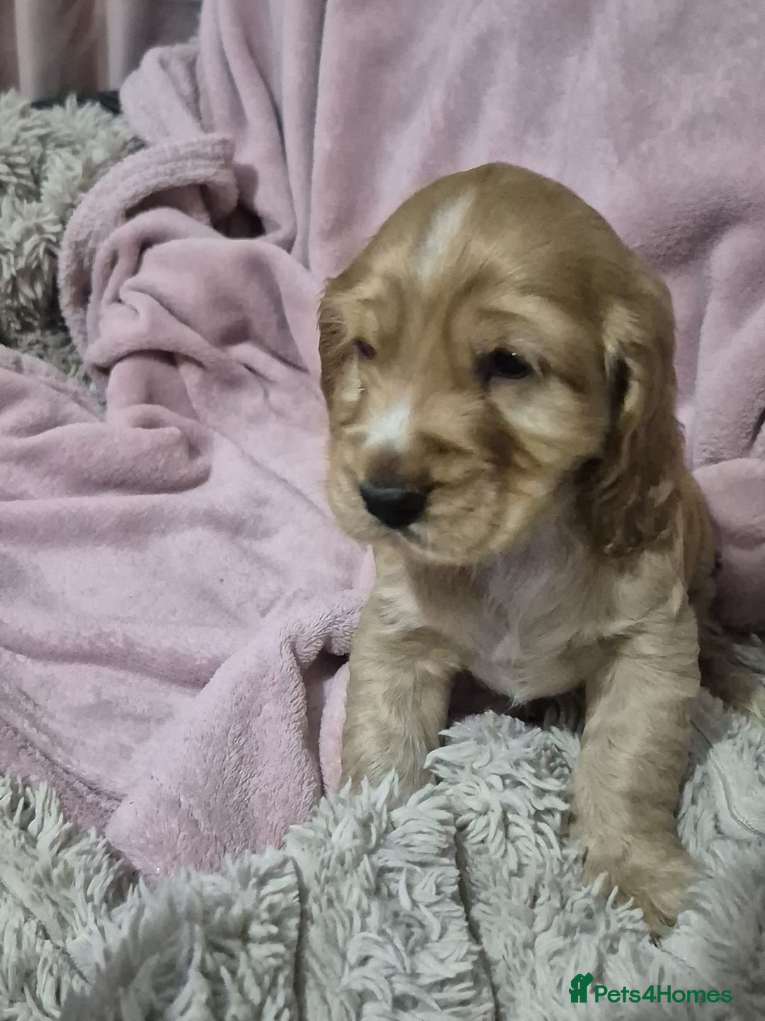 Cocker Spaniel dogs for sale: Health Tested Cocker spaniel puppies  - Advert 7