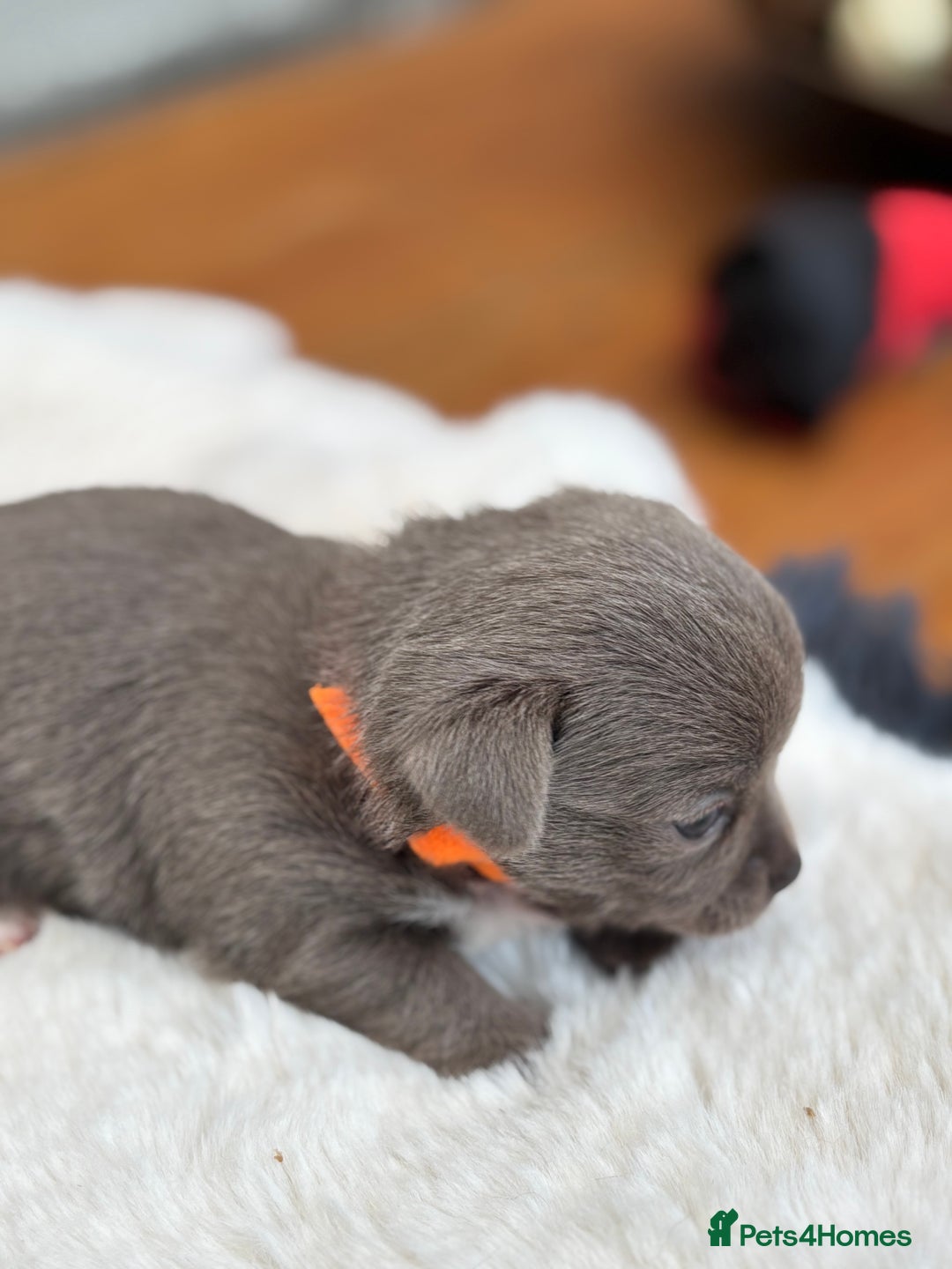 Chihuahua dogs for sale: Beautiful chihuahua pups! Long and short haired!! - Image 18