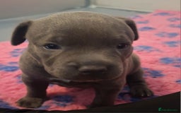 Staffordshire Bull Terrier dogs for sale: Blue Staffordshire Bull Terrier Puppies - Image 13