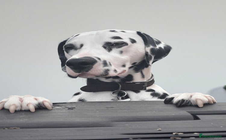 Dalmatian dogs - Advert 5