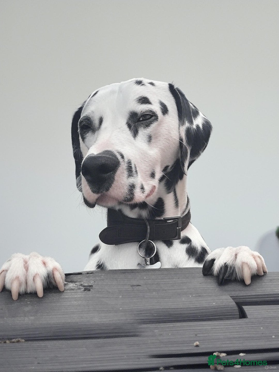 Dalmatian dogs for sale: Heartbreaking Sale – 2-Year-Old Male Dalmatian - Image 1