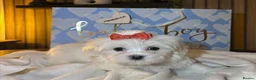 Maltese dogs for sale: Three Little Treasures in White Maltese Puppies - Advert 2
