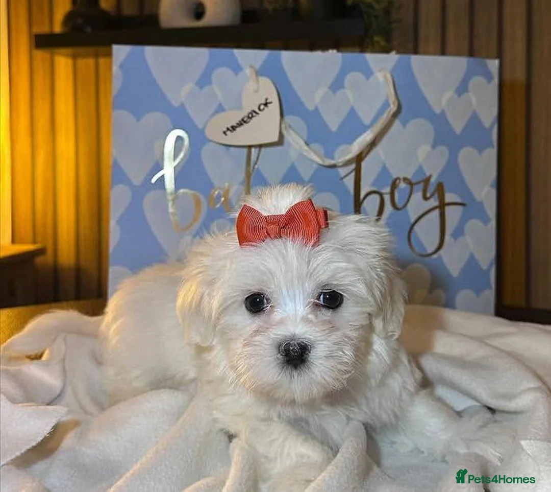 Maltese dogs for sale: Three Little Treasures in White Maltese Puppies - Advert 2