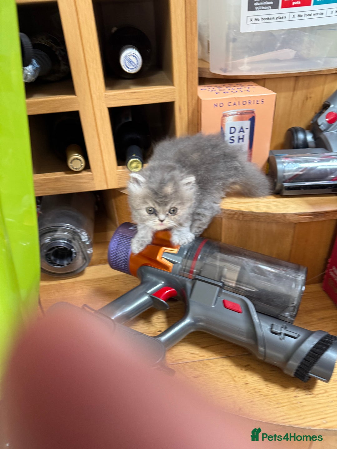 Persian cats for sale: Himalayan Persians - Image 3