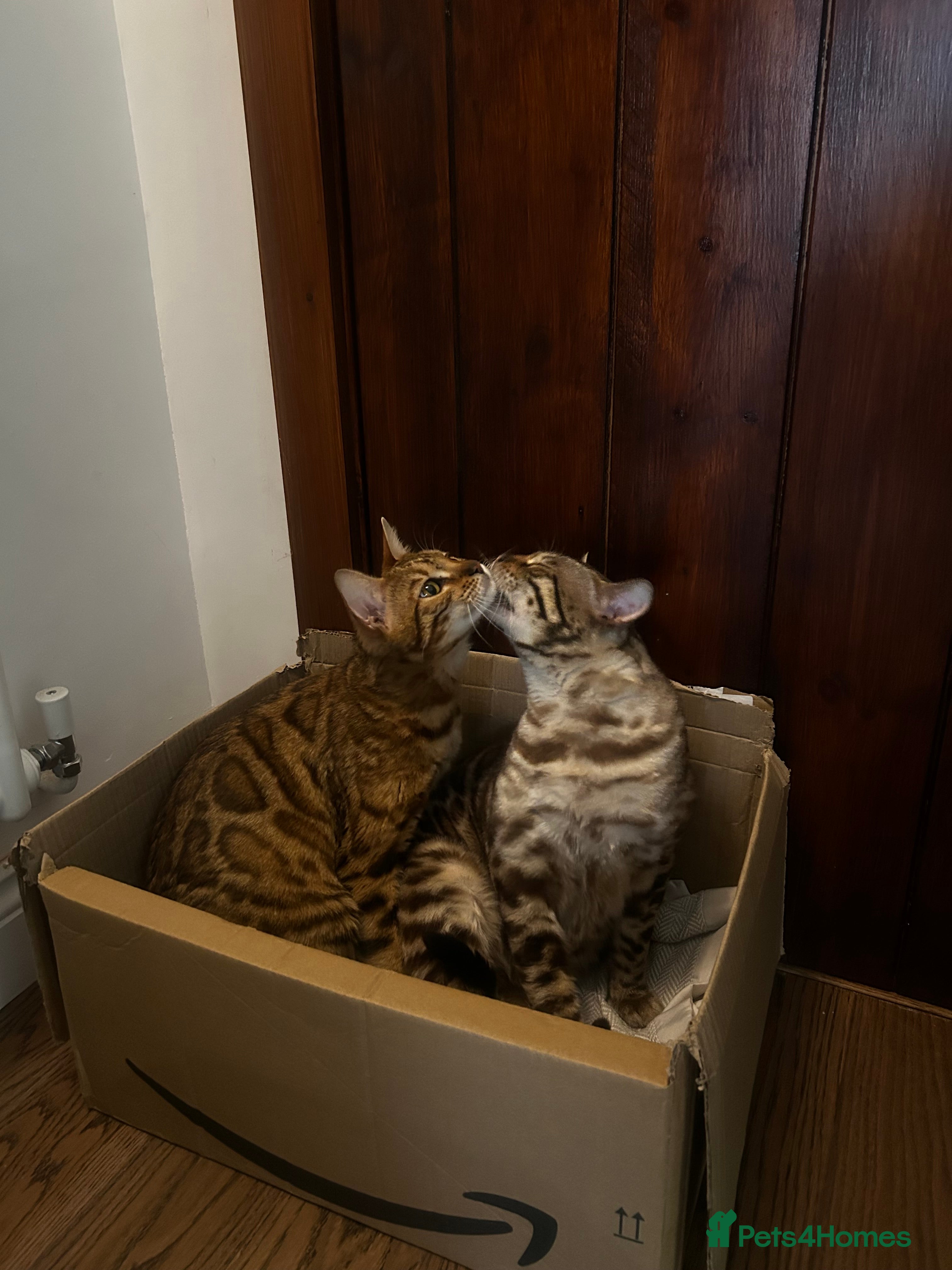 Bengal cats Stunning Purebred Bengal Kittens - Advert 2