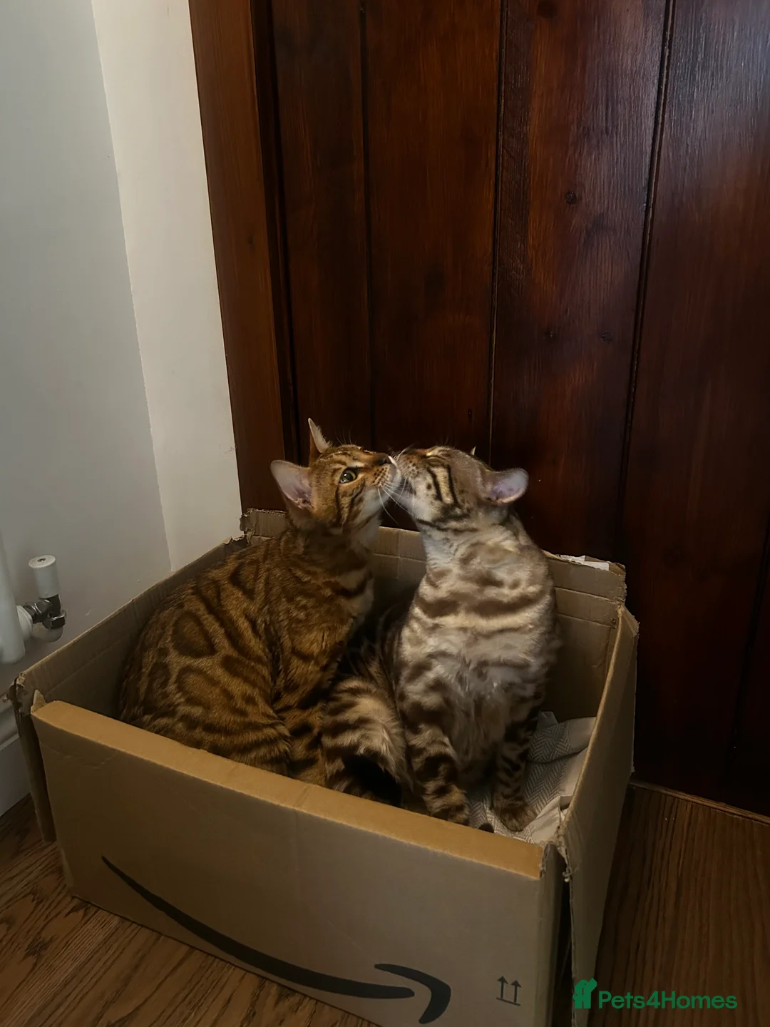 Bengal cats for sale: Stunning Purebred Bengal Kittens in Norwich - Advert 2