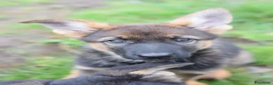German Shepherd Puppy 2