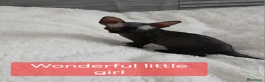 Sphynx 1