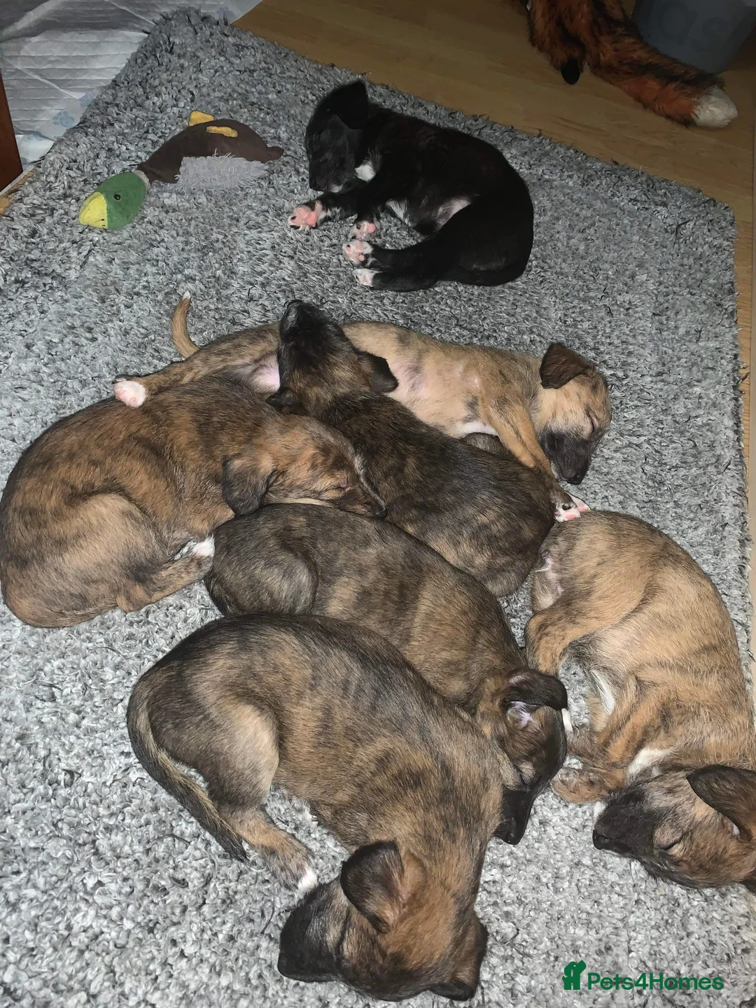 Bedlington Terrier dogs for stud: Bedlington terrier for std in Barnsley - Advert 22