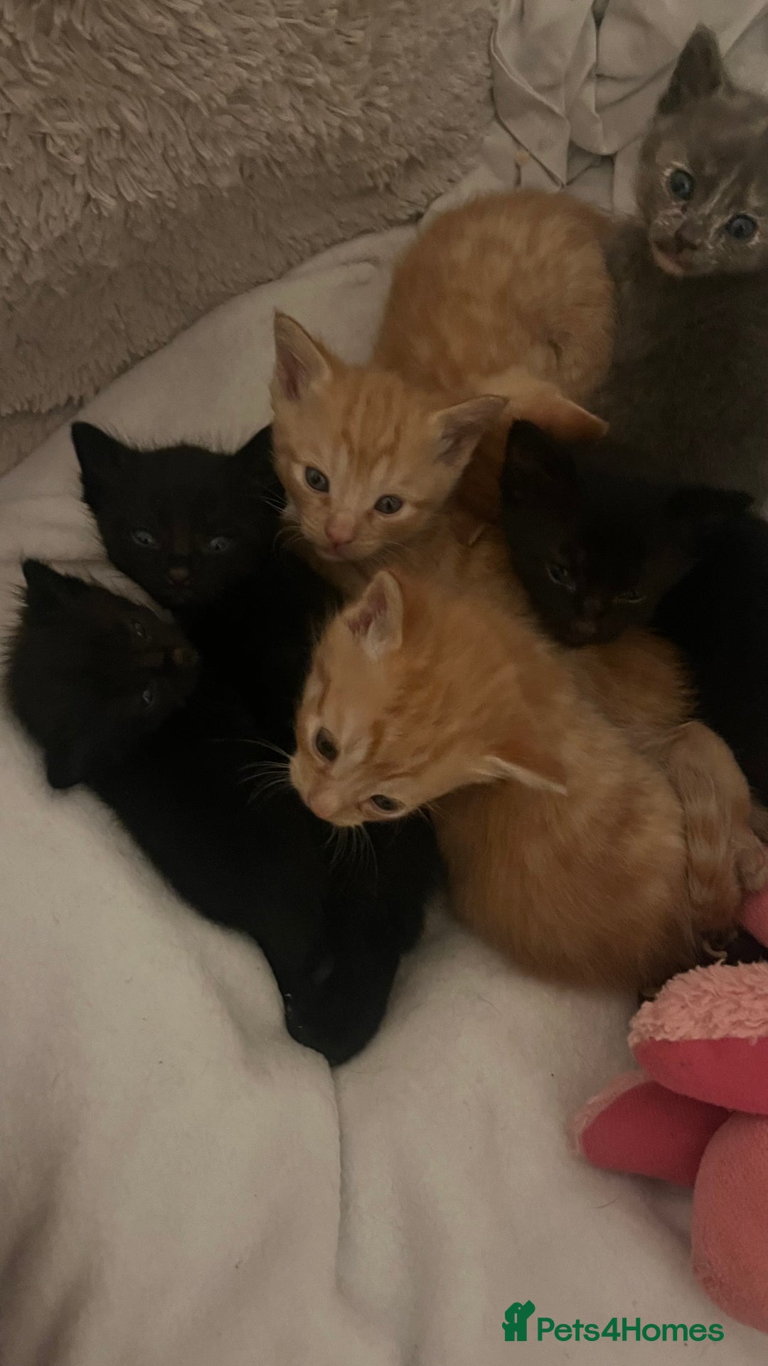 Mixed Breed cats for sale: Ginger and black kittens  - Advert 6