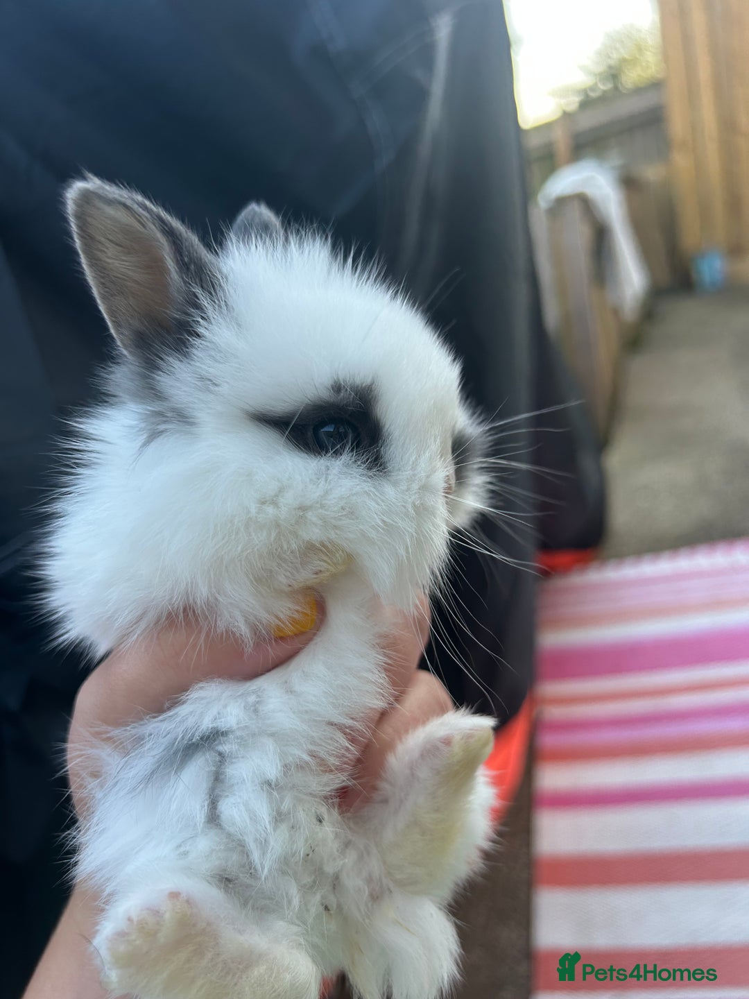 Mini Lion Lop rabbits for sale: 4x mini lop bunnies  - Image 12