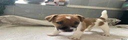 Jack Russell dogs for sale: Beautiful Jack Russell puppies  - Advert 30