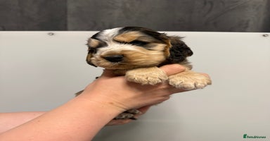 Cocker Spaniel dogs Show type cocker spaniel Puppies  - Advert 7