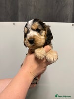 Cocker Spaniel dogs Show type cocker spaniel Puppies - Advert 11