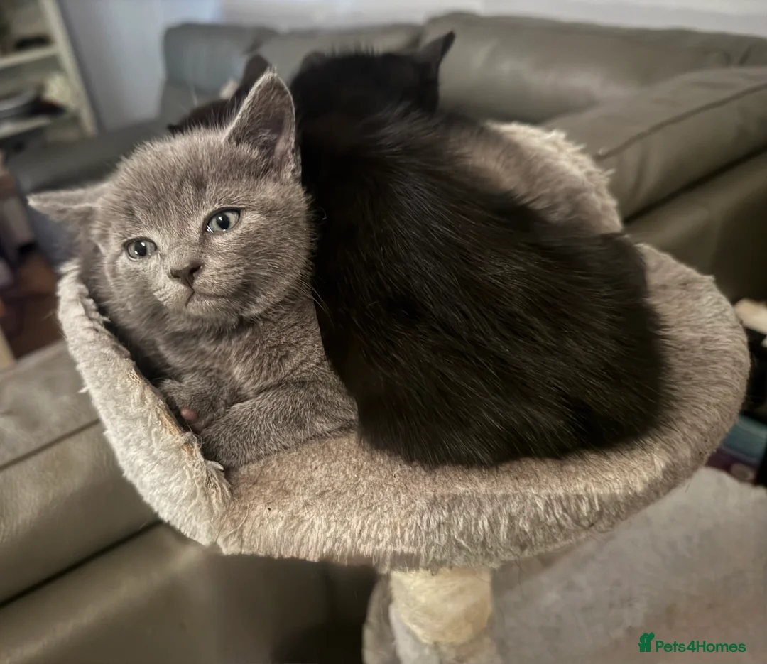 Mixed Breed cats for sale: Beautiful and super friendly mixed kittens - Advert 27