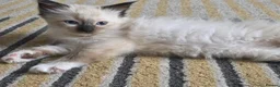 Ragdoll cats for sale: Health Tested Ragdoll Babies - Advert 21