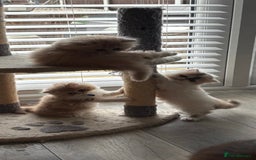 Persian cats for sale: Stunning Persian kittens  - Image 18