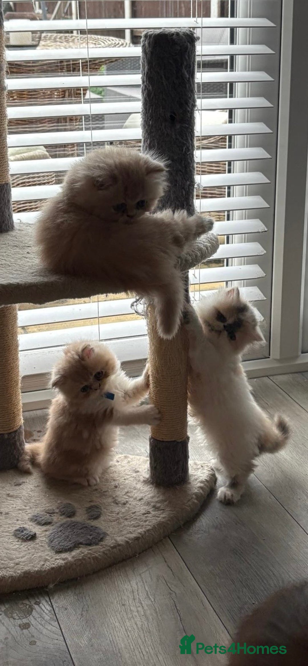 Persian cats for sale: Stunning Persian kittens  - Image 18