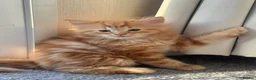 Ragdoll cats for sale: Ragdoll × Maine Coon Kittens for Sale flame point - Advert 8