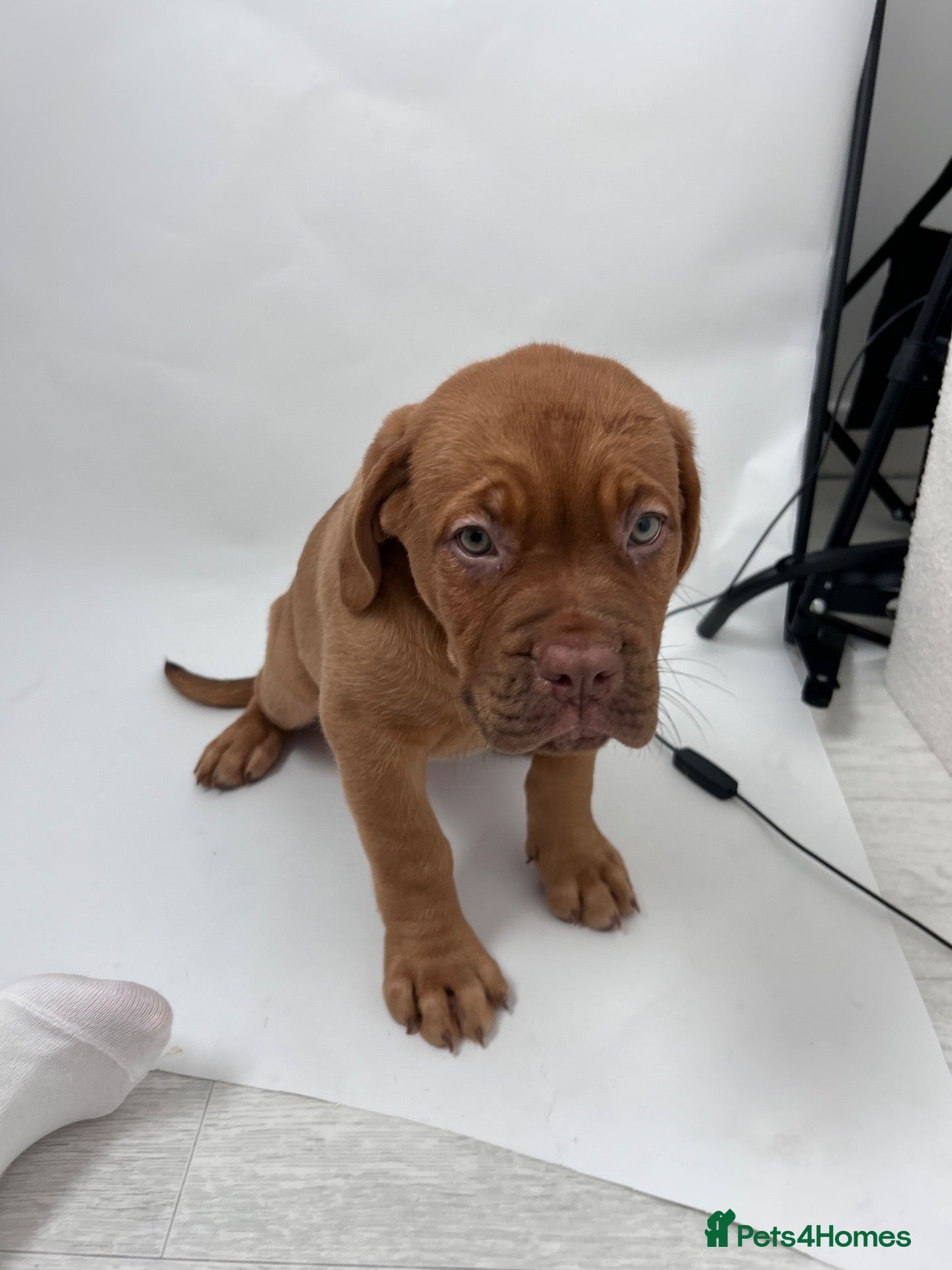 Dogue De Bordeaux dogs Dogue de Bordeaux Female  - Advert 2