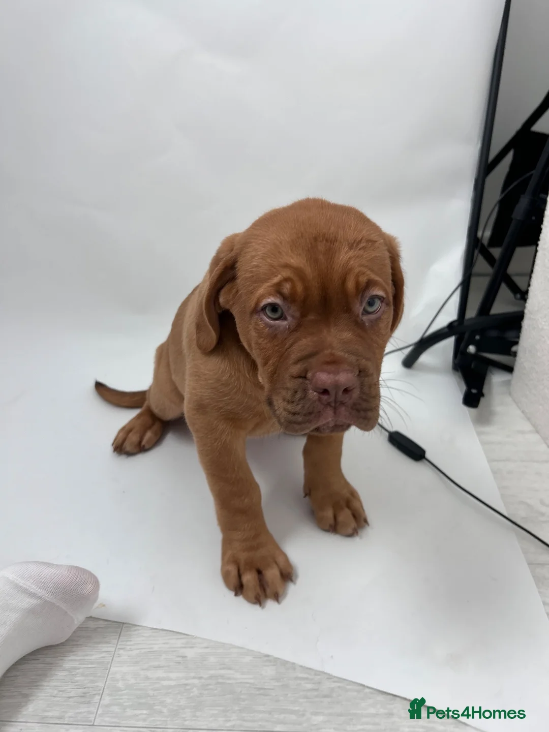 Dogue De Bordeaux dogs for sale: Dogue de Bordeaux Female  - Advert 1