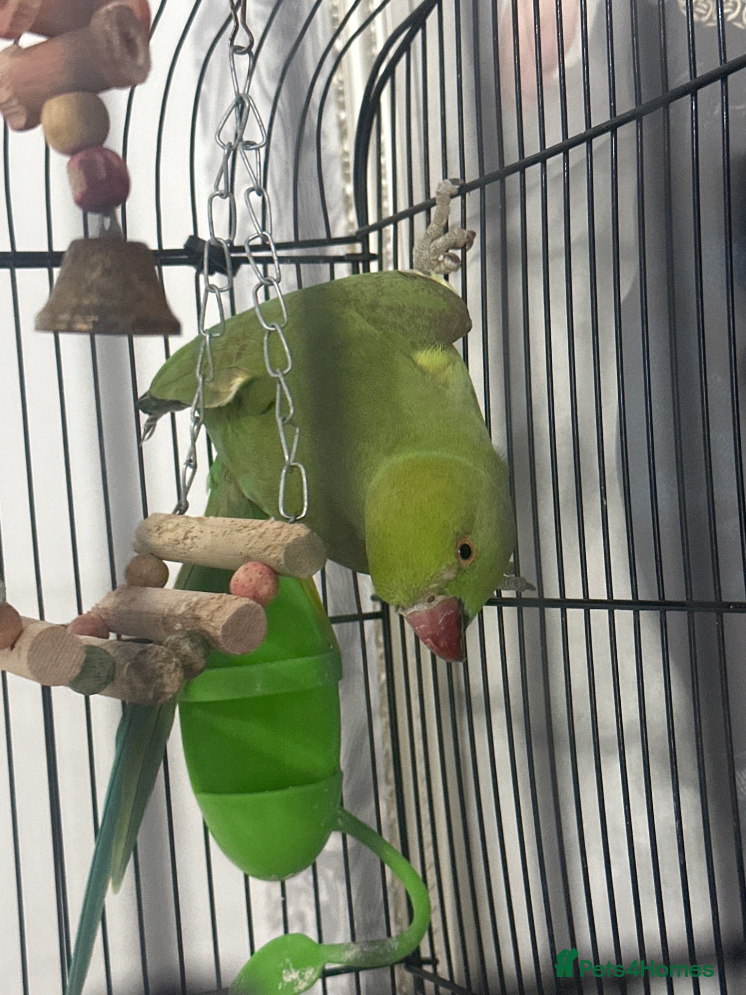 Ringnecks birds Ringneck parrot male  - Advert 3