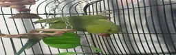 Ringnecks birds for sale: Ringneck parrot male  in Birmingham - Advert 1
