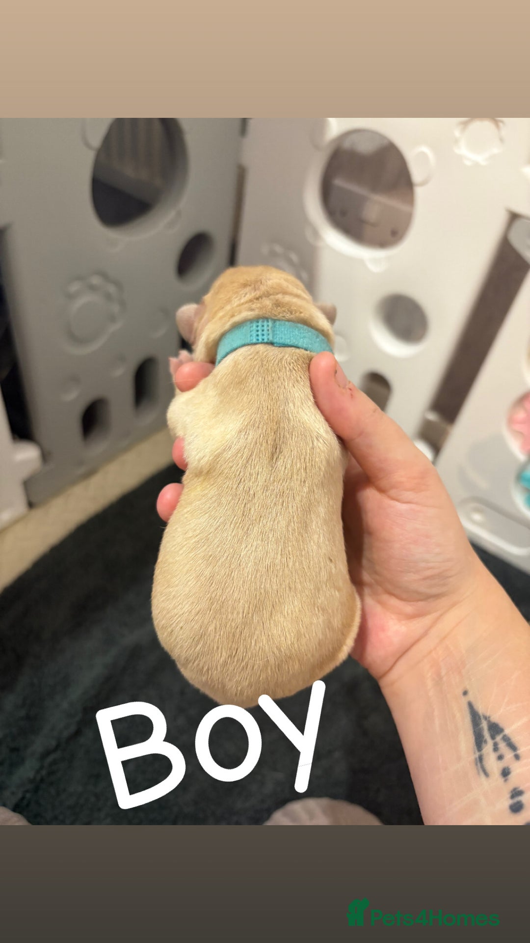 Labrador Retriever dogs for sale: Labrador Retriever Puppies for Sale 🐾 - Advert 14