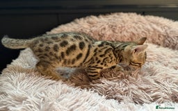 Bengal cats for sale: Three Stunning Bengals for sale 🖤 - Image 11