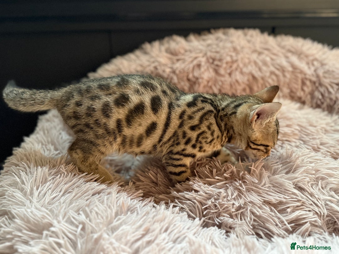 Bengal cats for sale: Three Stunning Bengals for sale 🖤 - Image 11