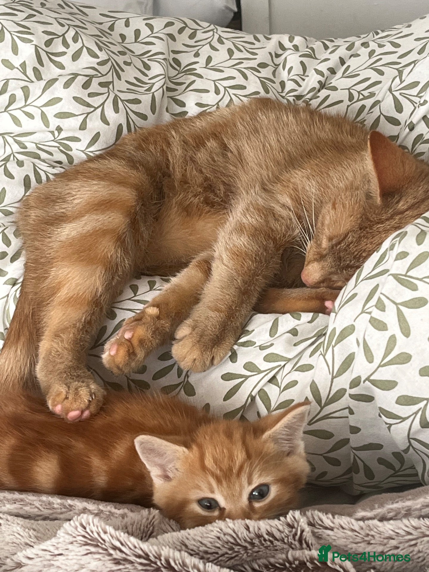 British Shorthair cats for sale: 3 ginger males and 3 dark females  - Advert 6