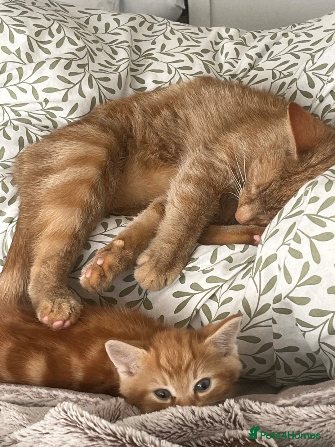 British Shorthair cats for sale: 3 ginger males and 3 dark females  - Advert 1