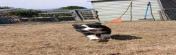 Border Collie dogs for sale: Long coated border collie puppies - Advert 3